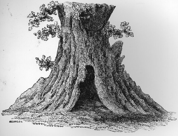 Damory Oak3