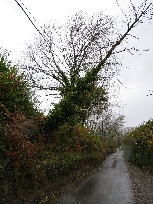 Phone lines strain to hold up wind-toppled tree in the Marshwood Vale