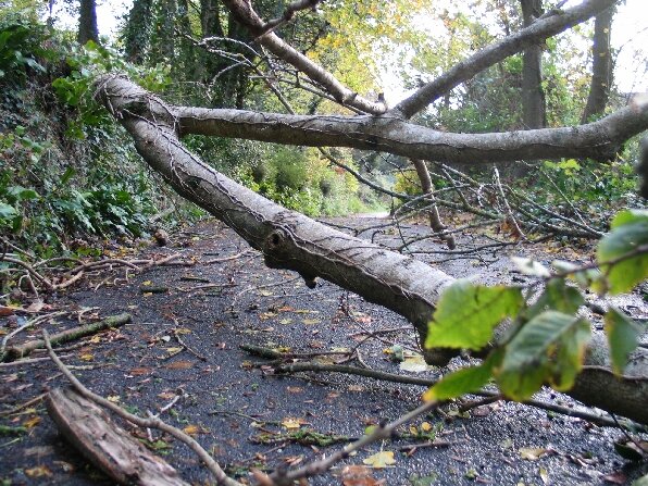 Fallen tree blocks road in Loders